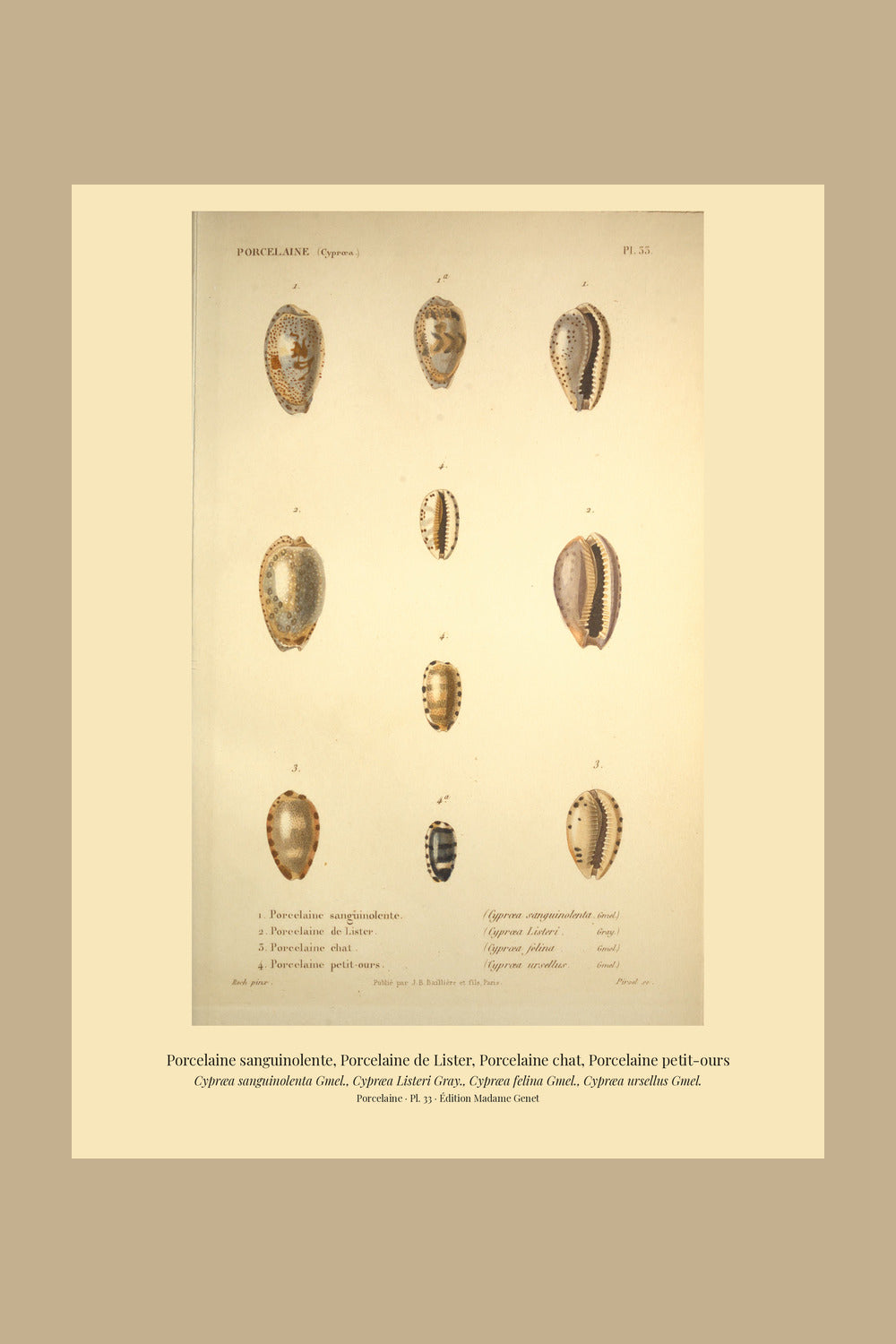 Cypræa sanguinolenta, Cypræa Listeri, Cypræa felina and Cypræa ursellus — Porcelaine sanguinolente, Porcelaine de Lister, Porcelaine chat and Porcelaine petit-ours, hand-engraved plate 33 from Kiener, Coquilles vivantes, Paris.