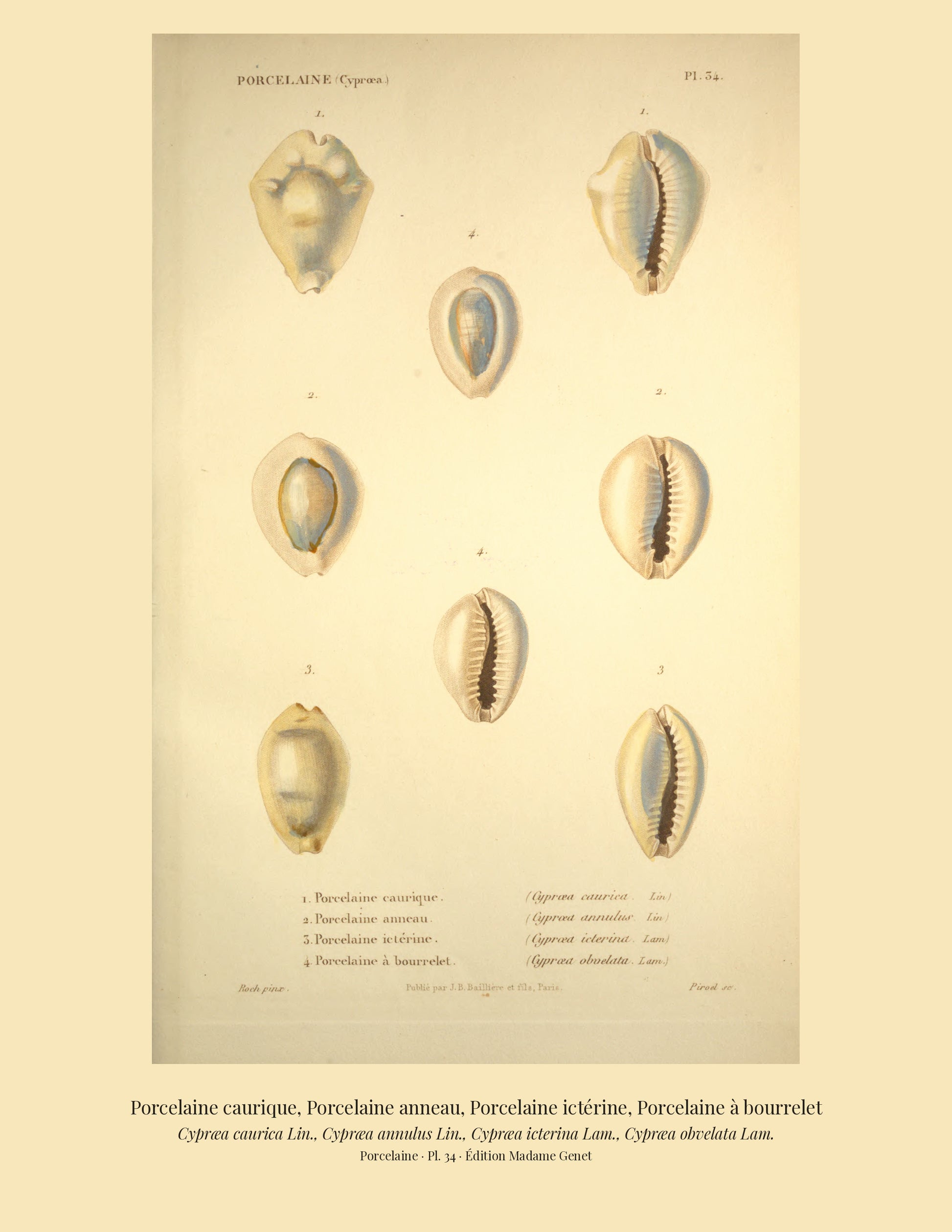 Cypræa caurica, Cypræa annulus, Cypræa icterina and Cypræa obvelata — Porcelaine caurique, Porcelaine anneau, Porcelaine ictérine and Porcelaine à bourrelet, hand-engraved plate 34 from Kiener, Coquilles vivantes, Paris.