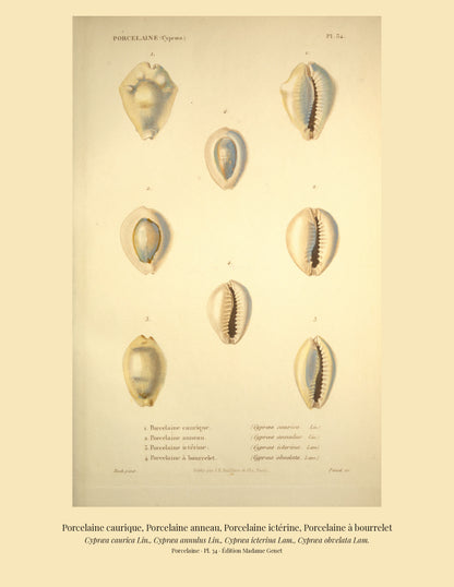 Cypræa caurica, Cypræa annulus, Cypræa icterina and Cypræa obvelata — Porcelaine caurique, Porcelaine anneau, Porcelaine ictérine and Porcelaine à bourrelet, hand-engraved plate 34 from Kiener, Coquilles vivantes, Paris.