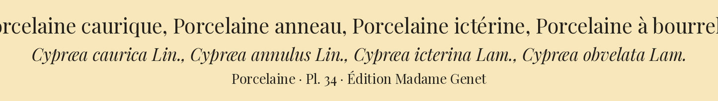Cypræa caurica, Cypræa annulus, Cypræa icterina and Cypræa obvelata — Porcelaine caurique, Porcelaine anneau, Porcelaine ictérine and Porcelaine à bourrelet, hand-engraved plate 34 from Kiener, Coquilles vivantes, Paris.