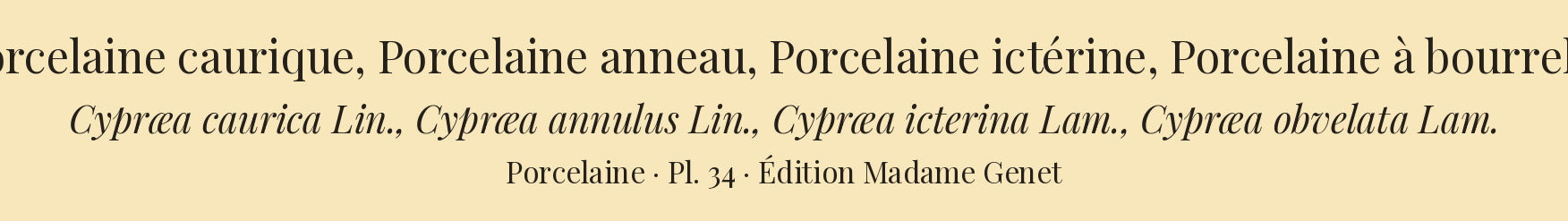 Cypræa caurica, Cypræa annulus, Cypræa icterina and Cypræa obvelata — Porcelaine caurique, Porcelaine anneau, Porcelaine ictérine and Porcelaine à bourrelet, hand-engraved plate 34 from Kiener, Coquilles vivantes, Paris.