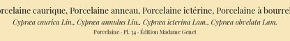 Cypræa caurica, Cypræa annulus, Cypræa icterina and Cypræa obvelata — Porcelaine caurique, Porcelaine anneau, Porcelaine ictérine and Porcelaine à bourrelet, hand-engraved plate 34 from Kiener, Coquilles vivantes, Paris.