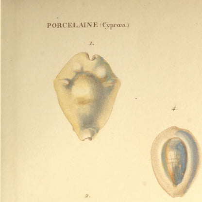 Cypræa caurica, Cypræa annulus, Cypræa icterina and Cypræa obvelata — Porcelaine caurique, Porcelaine anneau, Porcelaine ictérine and Porcelaine à bourrelet, hand-engraved plate 34 from Kiener, Coquilles vivantes, Paris.