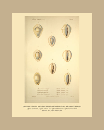Cypræa caurica, Cypræa annulus, Cypræa icterina and Cypræa obvelata — Porcelaine caurique, Porcelaine anneau, Porcelaine ictérine and Porcelaine à bourrelet, hand-engraved plate 34 from Kiener, Coquilles vivantes, Paris.