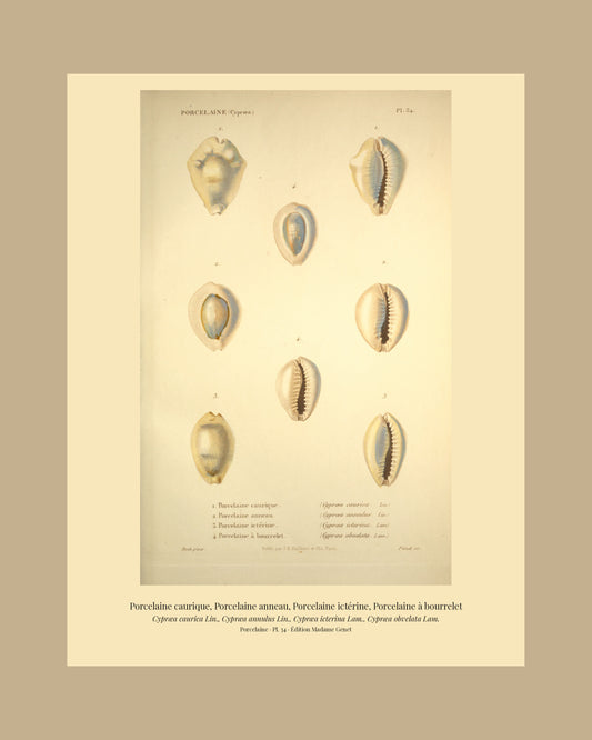 Cypræa caurica, Cypræa annulus, Cypræa icterina and Cypræa obvelata — Porcelaine caurique, Porcelaine anneau, Porcelaine ictérine and Porcelaine à bourrelet, hand-engraved plate 34 from Kiener, Coquilles vivantes, Paris.