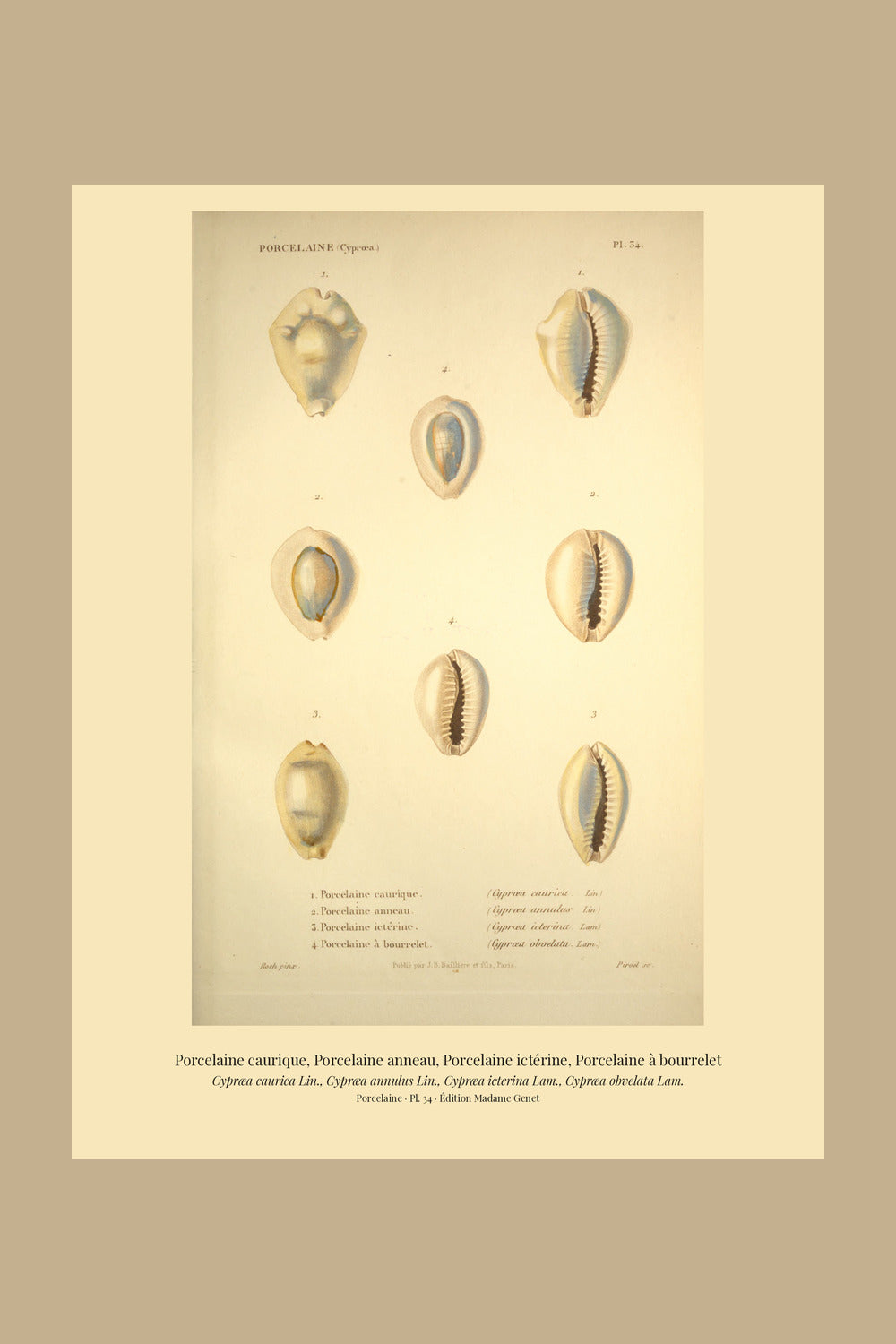 Cypræa caurica, Cypræa annulus, Cypræa icterina and Cypræa obvelata — Porcelaine caurique, Porcelaine anneau, Porcelaine ictérine and Porcelaine à bourrelet, hand-engraved plate 34 from Kiener, Coquilles vivantes, Paris.