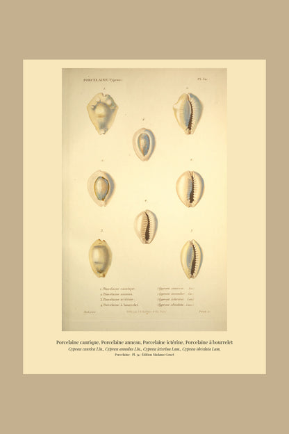 Cypræa caurica, Cypræa annulus, Cypræa icterina and Cypræa obvelata — Porcelaine caurique, Porcelaine anneau, Porcelaine ictérine and Porcelaine à bourrelet, hand-engraved plate 34 from Kiener, Coquilles vivantes, Paris.