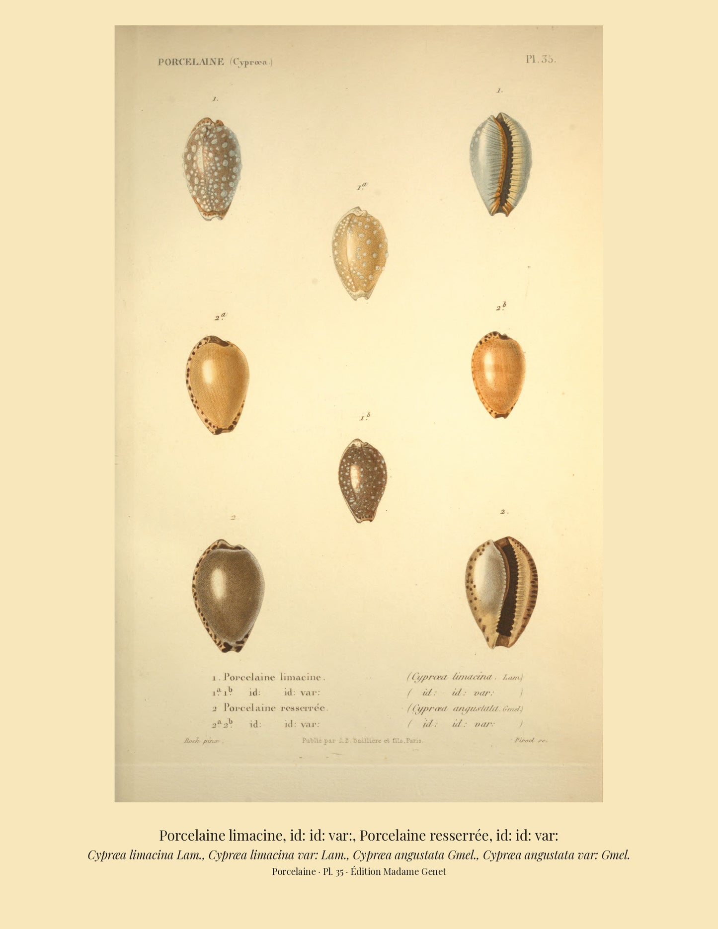 Cypræa limacina, Cypræa limacina var:, Cypræa angustata and Cypræa angustata var: — Porcelaine limacine, id: id: var:, Porcelaine resserrée and id: id: var:, hand-engraved plate 35 from Kiener, Coquilles vivantes, Paris.