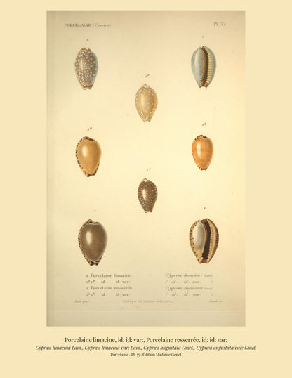 Cypræa limacina, Cypræa limacina var:, Cypræa angustata and Cypræa angustata var: — Porcelaine limacine, id: id: var:, Porcelaine resserrée and id: id: var:, hand-engraved plate 35 from Kiener, Coquilles vivantes, Paris.