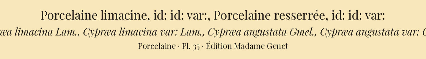 Cypræa limacina, Cypræa limacina var:, Cypræa angustata and Cypræa angustata var: — Porcelaine limacine, id: id: var:, Porcelaine resserrée and id: id: var:, hand-engraved plate 35 from Kiener, Coquilles vivantes, Paris.
