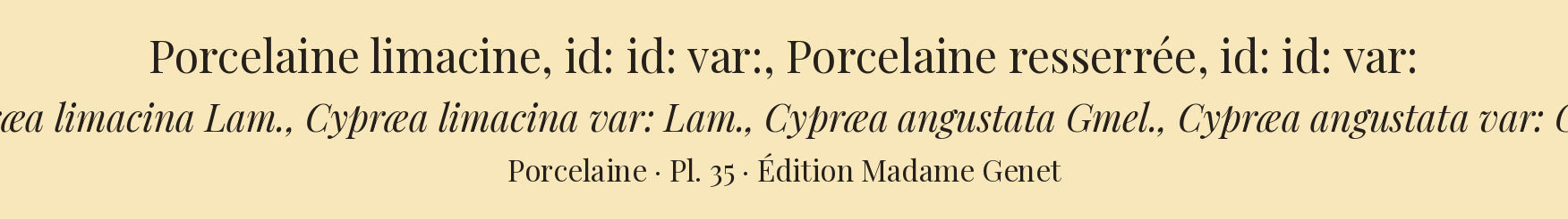 Cypræa limacina, Cypræa limacina var:, Cypræa angustata and Cypræa angustata var: — Porcelaine limacine, id: id: var:, Porcelaine resserrée and id: id: var:, hand-engraved plate 35 from Kiener, Coquilles vivantes, Paris.