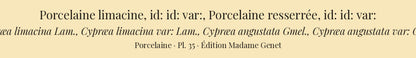Cypræa limacina, Cypræa limacina var:, Cypræa angustata and Cypræa angustata var: — Porcelaine limacine, id: id: var:, Porcelaine resserrée and id: id: var:, hand-engraved plate 35 from Kiener, Coquilles vivantes, Paris.