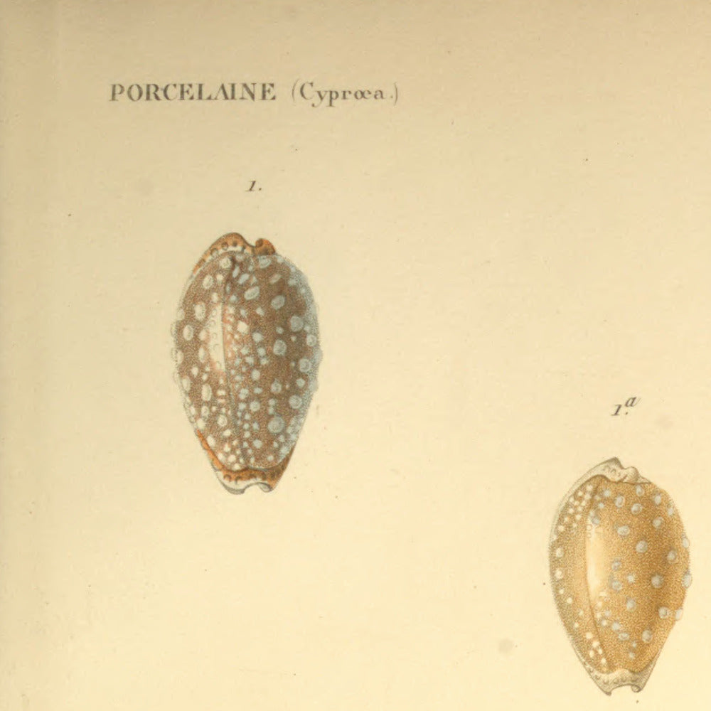 Cypræa limacina, Cypræa limacina var:, Cypræa angustata and Cypræa angustata var: — Porcelaine limacine, id: id: var:, Porcelaine resserrée and id: id: var:, hand-engraved plate 35 from Kiener, Coquilles vivantes, Paris.