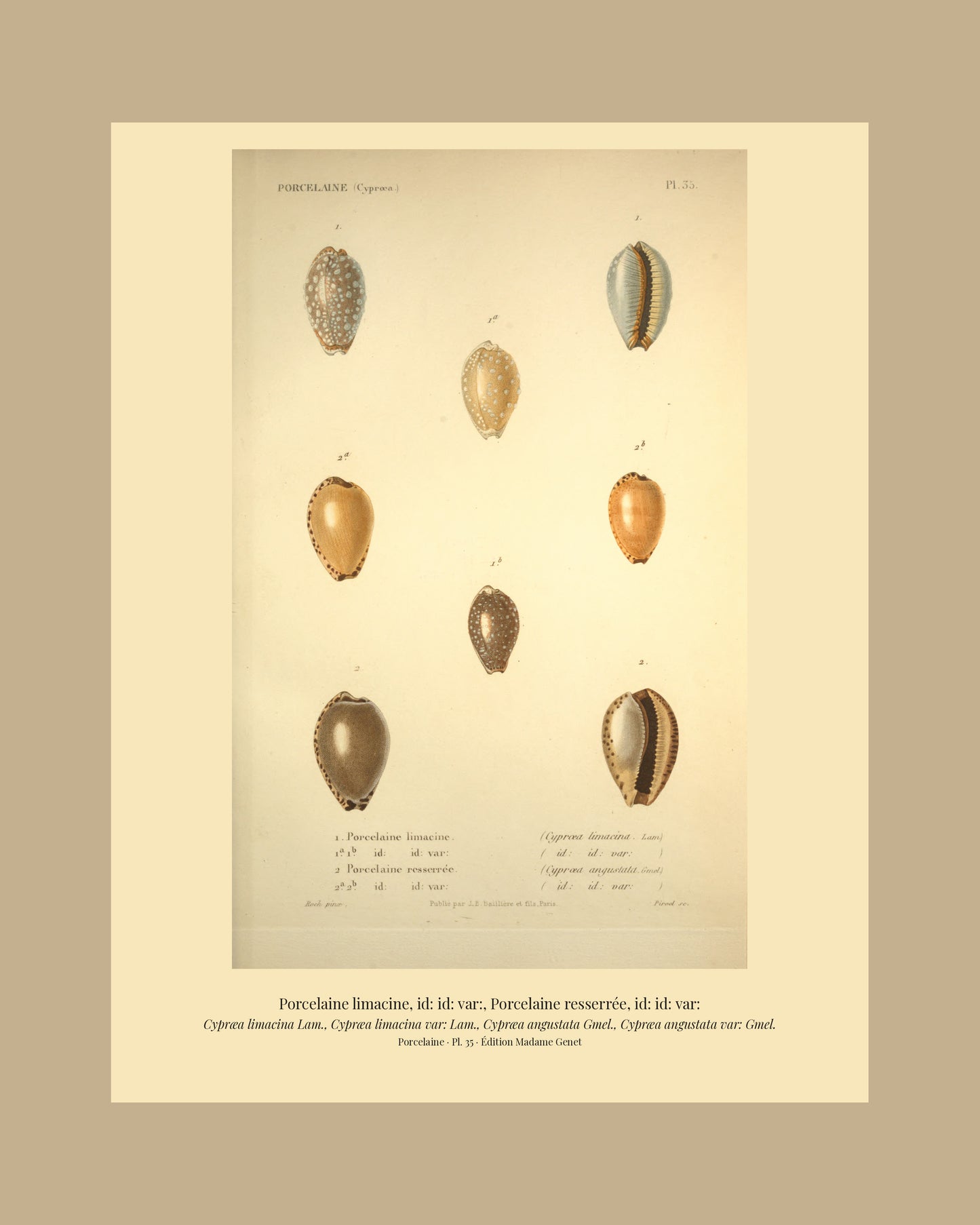 Cypræa limacina, Cypræa limacina var:, Cypræa angustata and Cypræa angustata var: — Porcelaine limacine, id: id: var:, Porcelaine resserrée and id: id: var:, hand-engraved plate 35 from Kiener, Coquilles vivantes, Paris.