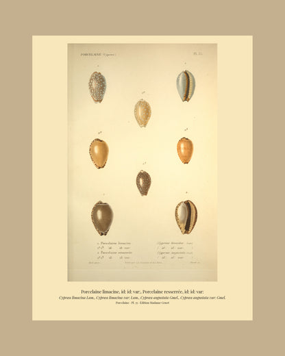 Cypræa limacina, Cypræa limacina var:, Cypræa angustata and Cypræa angustata var: — Porcelaine limacine, id: id: var:, Porcelaine resserrée and id: id: var:, hand-engraved plate 35 from Kiener, Coquilles vivantes, Paris.