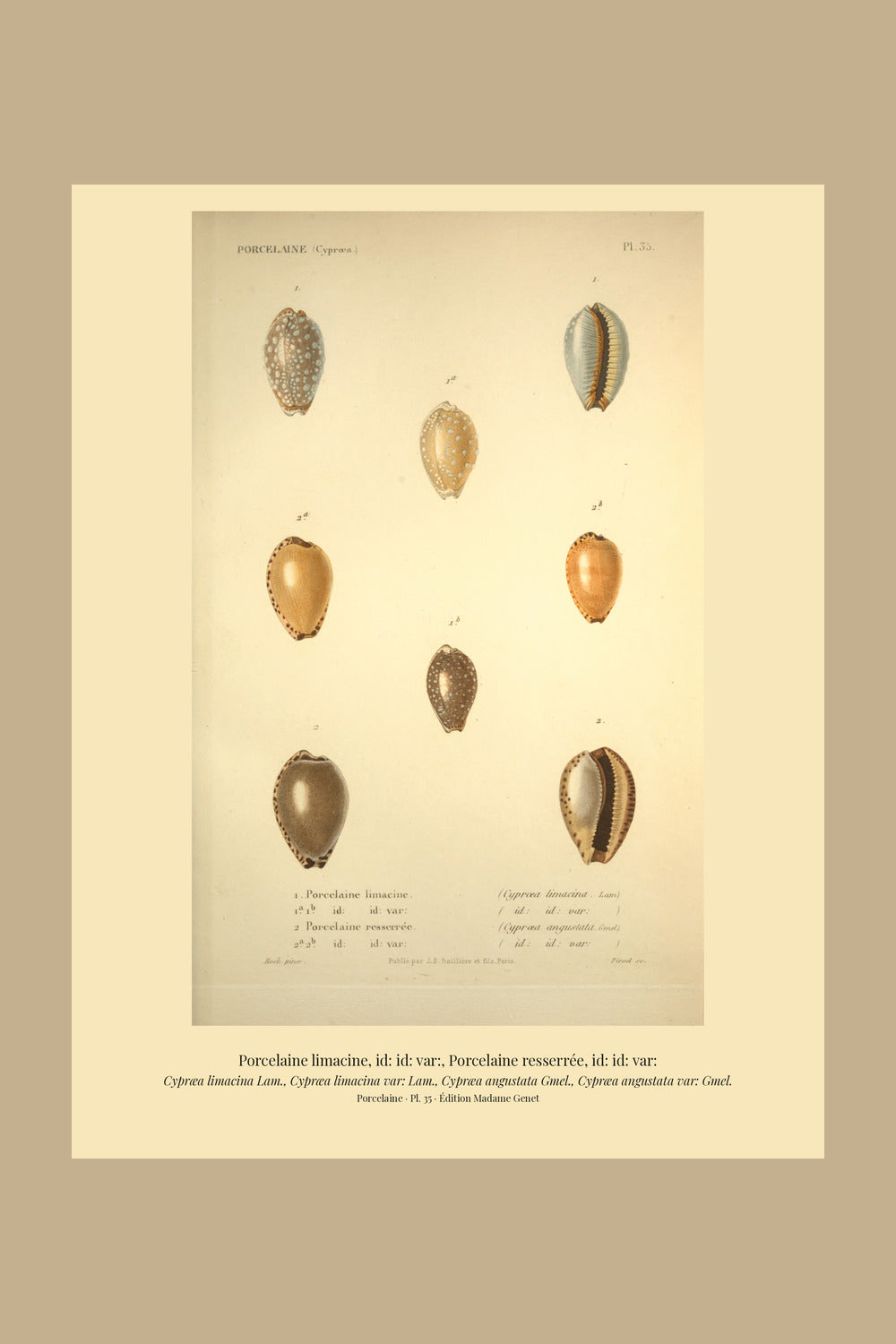 Cypræa limacina, Cypræa limacina var:, Cypræa angustata and Cypræa angustata var: — Porcelaine limacine, id: id: var:, Porcelaine resserrée and id: id: var:, hand-engraved plate 35 from Kiener, Coquilles vivantes, Paris.