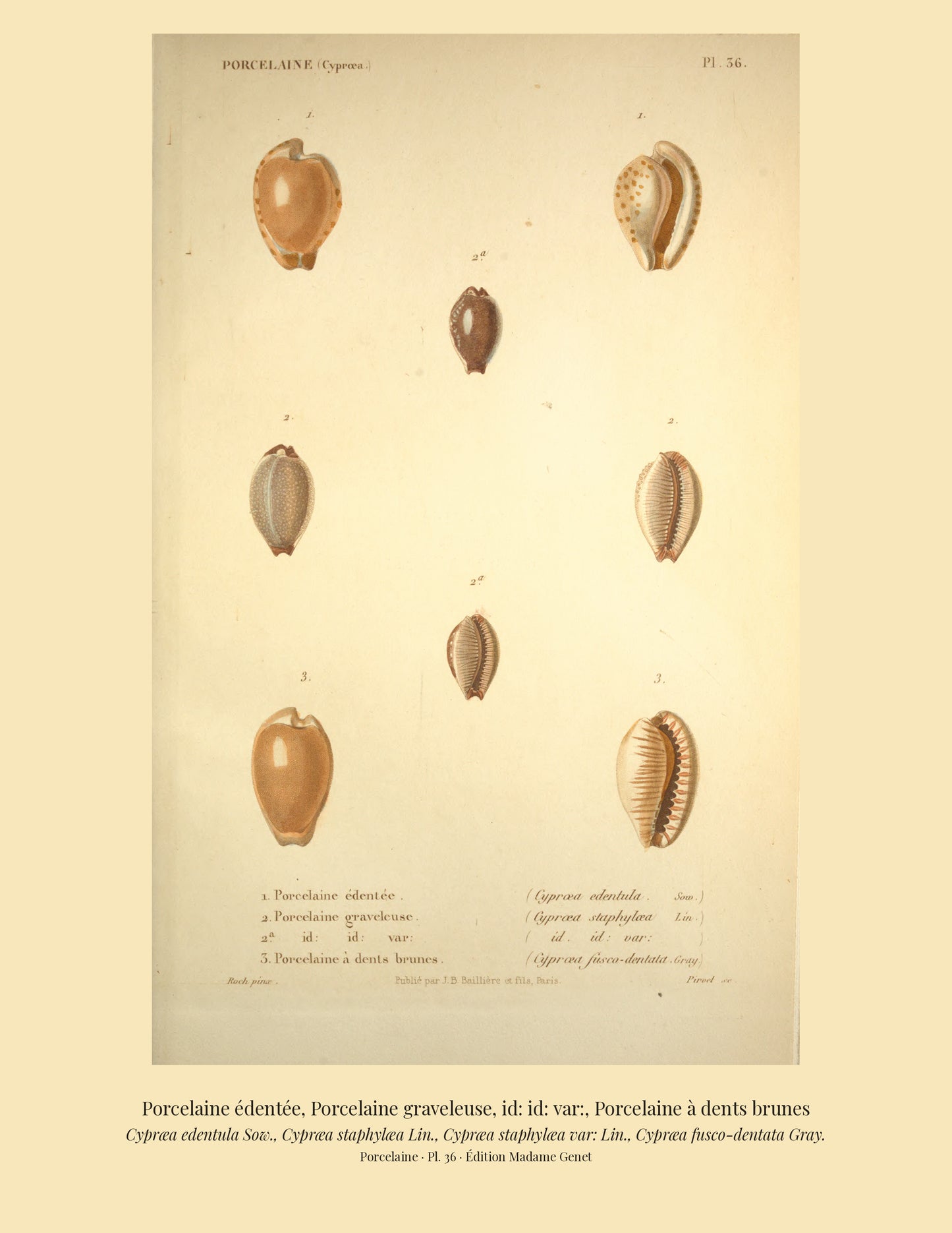 Cypræa edentula, Cypræa staphylæa, Cypræa staphylæa var: and Cypræa fusco-dentata — Porcelaine édentée, Porcelaine graveleuse, id: id: var: and Porcelaine à dents brunes, hand-engraved plate 36 from Kiener, Coquilles vivantes, Paris.