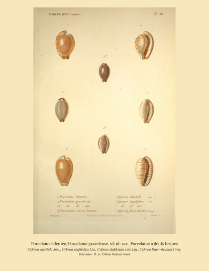 Cypræa edentula, Cypræa staphylæa, Cypræa staphylæa var: and Cypræa fusco-dentata — Porcelaine édentée, Porcelaine graveleuse, id: id: var: and Porcelaine à dents brunes, hand-engraved plate 36 from Kiener, Coquilles vivantes, Paris.