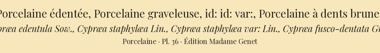 Cypræa edentula, Cypræa staphylæa, Cypræa staphylæa var: and Cypræa fusco-dentata — Porcelaine édentée, Porcelaine graveleuse, id: id: var: and Porcelaine à dents brunes, hand-engraved plate 36 from Kiener, Coquilles vivantes, Paris.