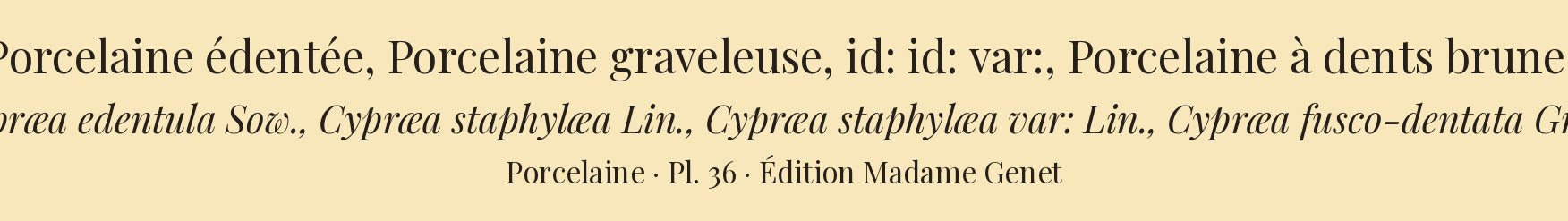 Cypræa edentula, Cypræa staphylæa, Cypræa staphylæa var: and Cypræa fusco-dentata — Porcelaine édentée, Porcelaine graveleuse, id: id: var: and Porcelaine à dents brunes, hand-engraved plate 36 from Kiener, Coquilles vivantes, Paris.