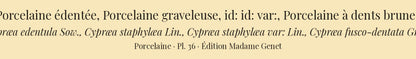 Cypræa edentula, Cypræa staphylæa, Cypræa staphylæa var: and Cypræa fusco-dentata — Porcelaine édentée, Porcelaine graveleuse, id: id: var: and Porcelaine à dents brunes, hand-engraved plate 36 from Kiener, Coquilles vivantes, Paris.