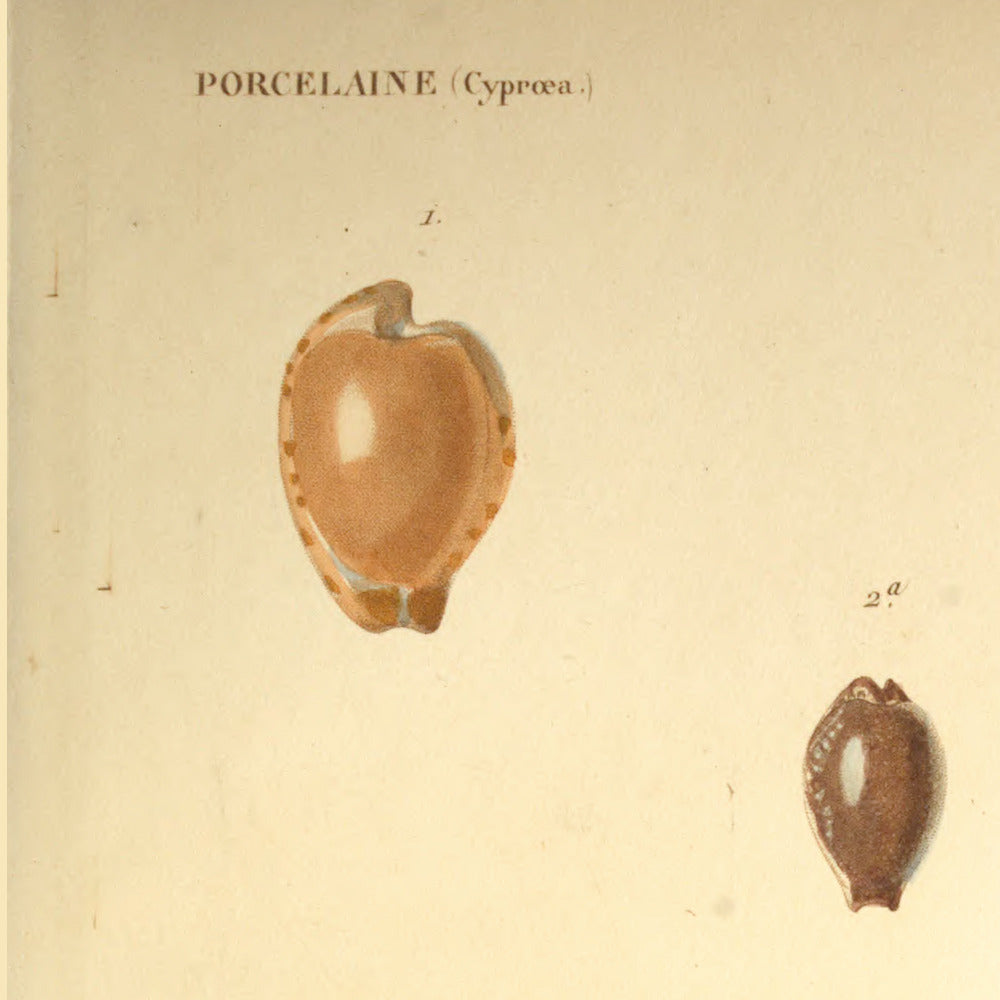 Cypræa edentula, Cypræa staphylæa, Cypræa staphylæa var: and Cypræa fusco-dentata — Porcelaine édentée, Porcelaine graveleuse, id: id: var: and Porcelaine à dents brunes, hand-engraved plate 36 from Kiener, Coquilles vivantes, Paris.
