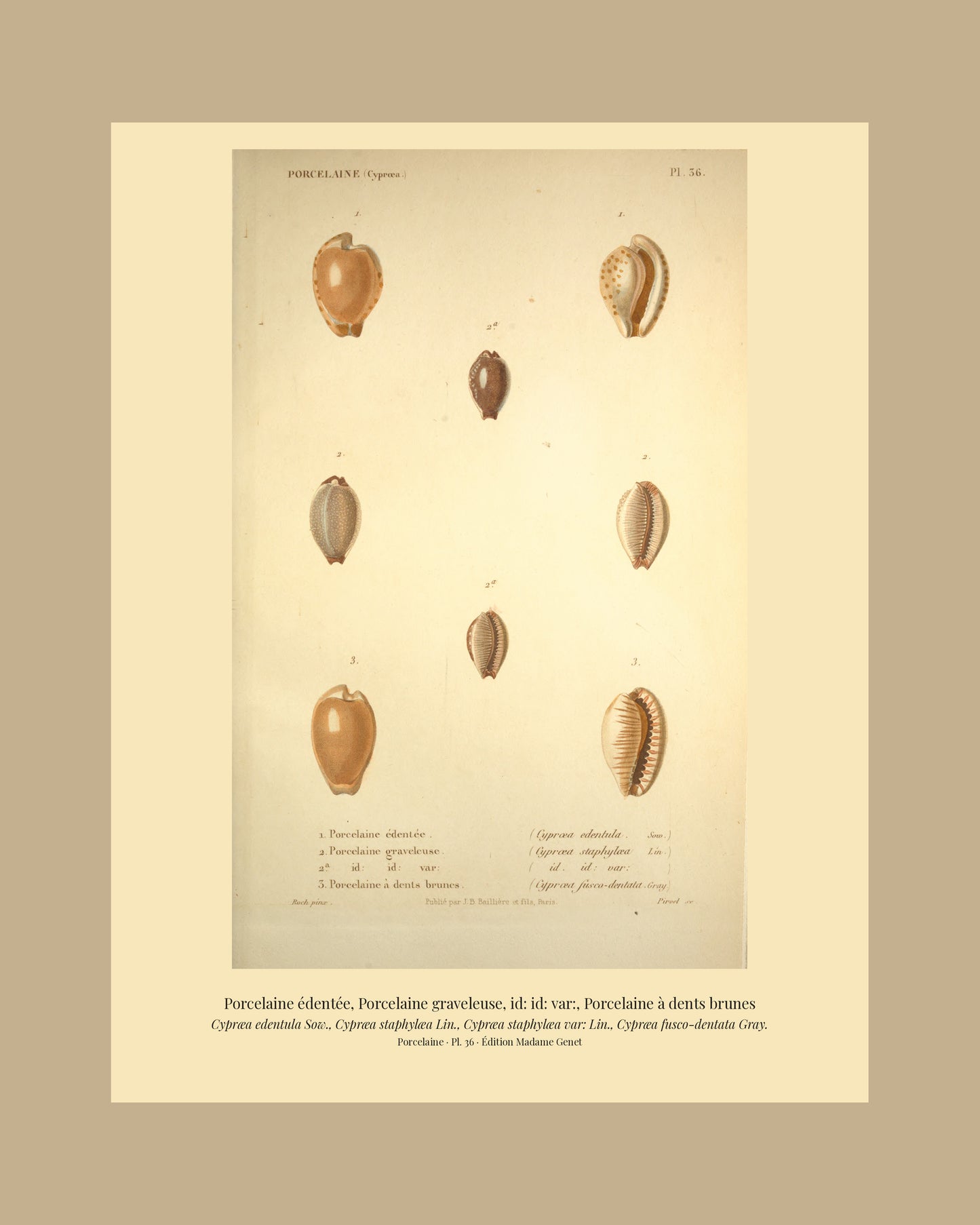 Cypræa edentula, Cypræa staphylæa, Cypræa staphylæa var: and Cypræa fusco-dentata — Porcelaine édentée, Porcelaine graveleuse, id: id: var: and Porcelaine à dents brunes, hand-engraved plate 36 from Kiener, Coquilles vivantes, Paris.