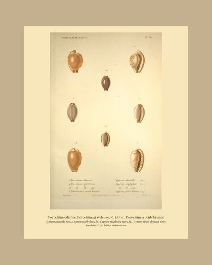Cypræa edentula, Cypræa staphylæa, Cypræa staphylæa var: and Cypræa fusco-dentata — Porcelaine édentée, Porcelaine graveleuse, id: id: var: and Porcelaine à dents brunes, hand-engraved plate 36 from Kiener, Coquilles vivantes, Paris.