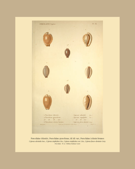 Cypræa edentula, Cypræa staphylæa, Cypræa staphylæa var: and Cypræa fusco-dentata — Porcelaine édentée, Porcelaine graveleuse, id: id: var: and Porcelaine à dents brunes, hand-engraved plate 36 from Kiener, Coquilles vivantes, Paris.