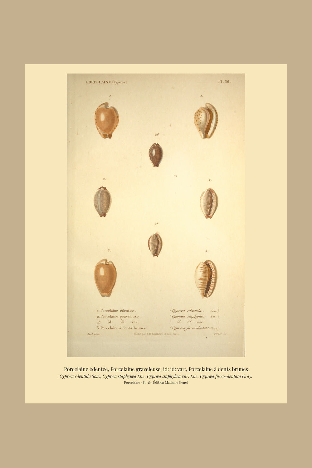Cypræa edentula, Cypræa staphylæa, Cypræa staphylæa var: and Cypræa fusco-dentata — Porcelaine édentée, Porcelaine graveleuse, id: id: var: and Porcelaine à dents brunes, hand-engraved plate 36 from Kiener, Coquilles vivantes, Paris.