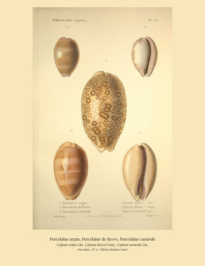Cypræa argus, Cypræa Reevei and Cypræa carneola — Porcelaine argus, Porcelaine de Reeve and Porcelaine carnéole, hand-engraved plate 37 from Kiener, Coquilles vivantes, Paris.