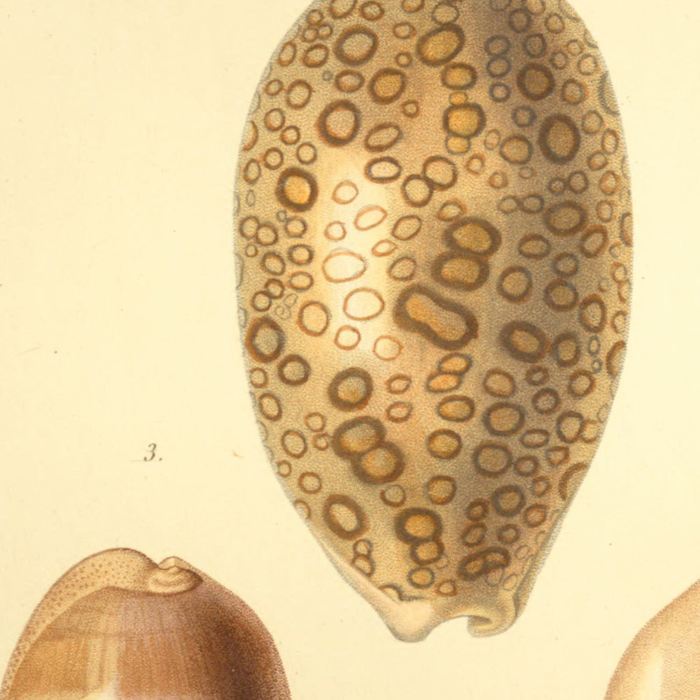 Cypræa argus, Cypræa Reevei and Cypræa carneola — Porcelaine argus, Porcelaine de Reeve and Porcelaine carnéole, hand-engraved plate 37 from Kiener, Coquilles vivantes, Paris.