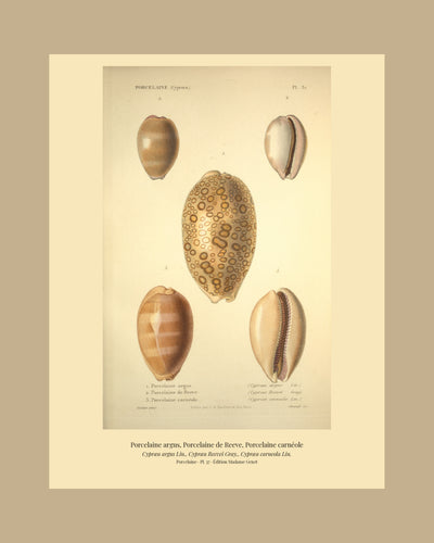 Cypræa argus, Cypræa Reevei and Cypræa carneola — Porcelaine argus, Porcelaine de Reeve and Porcelaine carnéole, hand-engraved plate 37 from Kiener, Coquilles vivantes, Paris.