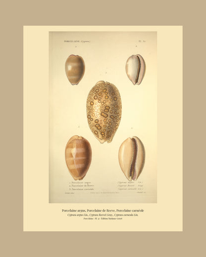 Cypræa argus, Cypræa Reevei and Cypræa carneola — Porcelaine argus, Porcelaine de Reeve and Porcelaine carnéole, hand-engraved plate 37 from Kiener, Coquilles vivantes, Paris.