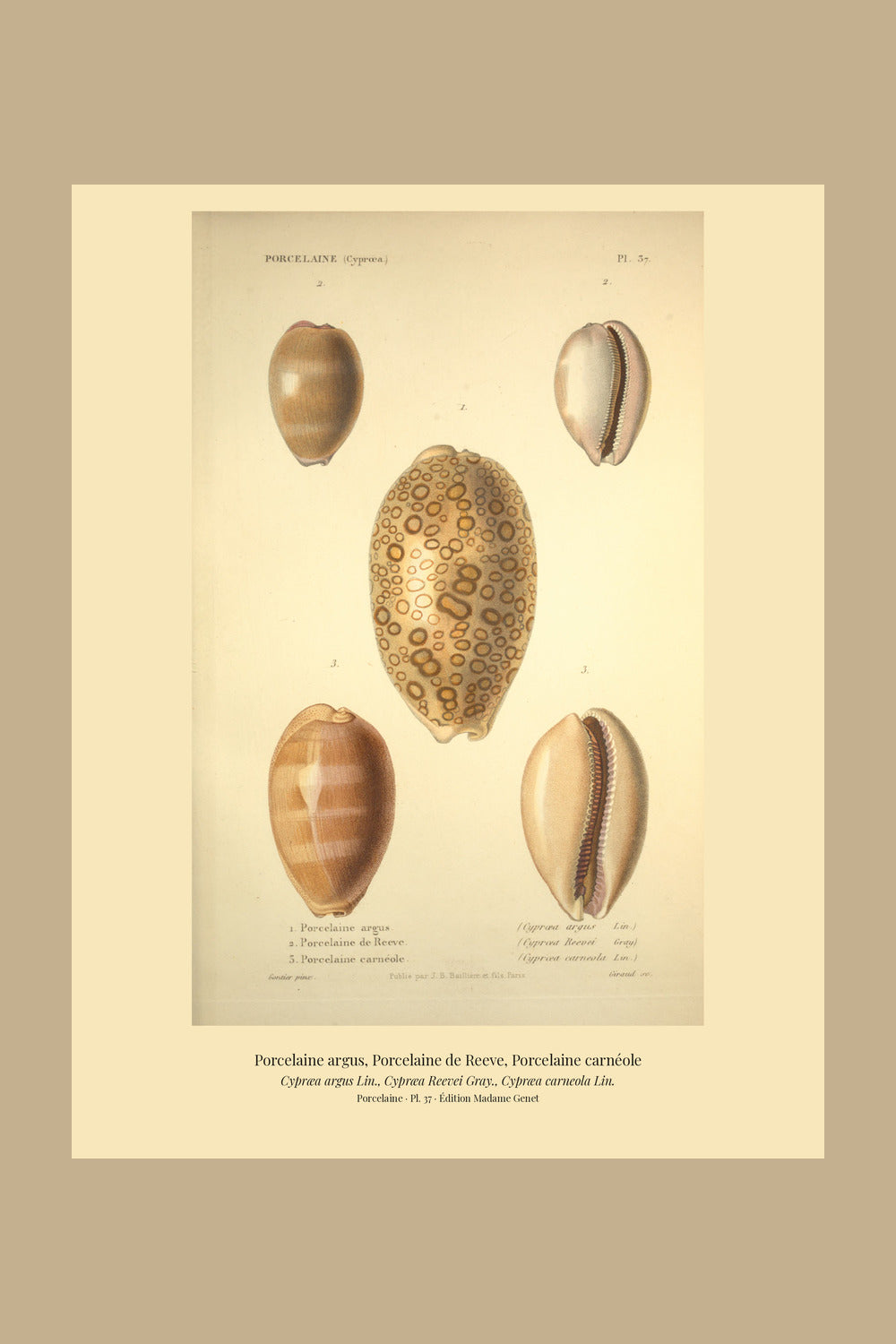 Cypræa argus, Cypræa Reevei and Cypræa carneola — Porcelaine argus, Porcelaine de Reeve and Porcelaine carnéole, hand-engraved plate 37 from Kiener, Coquilles vivantes, Paris.