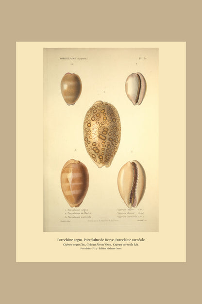 Cypræa argus, Cypræa Reevei and Cypræa carneola — Porcelaine argus, Porcelaine de Reeve and Porcelaine carnéole, hand-engraved plate 37 from Kiener, Coquilles vivantes, Paris.