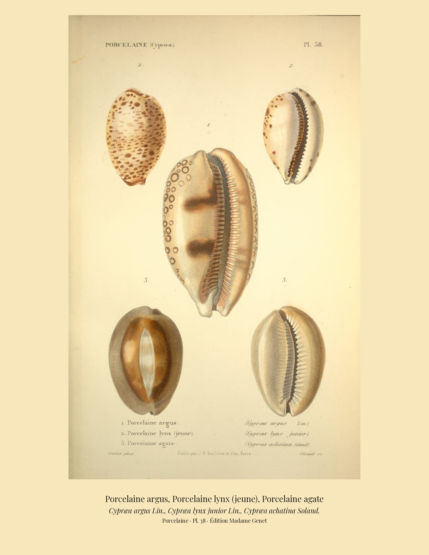 Cypræa argus, Cypræa lynx junior and Cypræa achatina — Porcelaine argus, Porcelaine lynx (jeune) and Porcelaine agate, hand-engraved plate 38 from Kiener, Coquilles vivantes, Paris.
