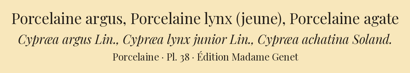 Cypræa argus, Cypræa lynx junior and Cypræa achatina — Porcelaine argus, Porcelaine lynx (jeune) and Porcelaine agate, hand-engraved plate 38 from Kiener, Coquilles vivantes, Paris.
