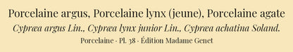 Cypræa argus, Cypræa lynx junior and Cypræa achatina — Porcelaine argus, Porcelaine lynx (jeune) and Porcelaine agate, hand-engraved plate 38 from Kiener, Coquilles vivantes, Paris.