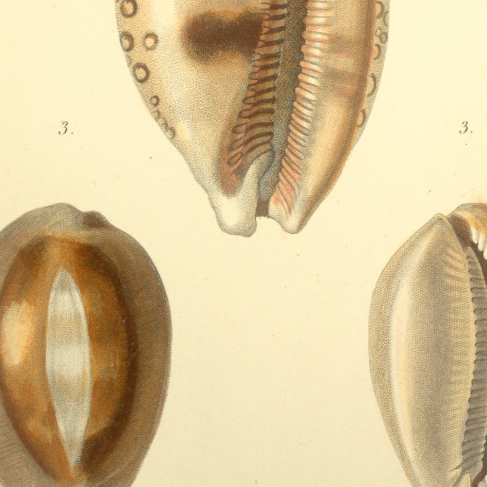 Cypræa argus, Cypræa lynx junior and Cypræa achatina — Porcelaine argus, Porcelaine lynx (jeune) and Porcelaine agate, hand-engraved plate 38 from Kiener, Coquilles vivantes, Paris.
