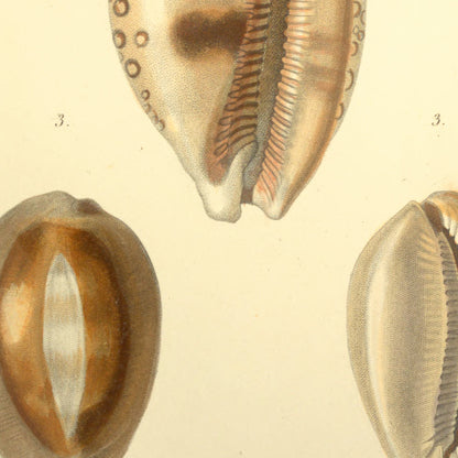 Cypræa argus, Cypræa lynx junior and Cypræa achatina — Porcelaine argus, Porcelaine lynx (jeune) and Porcelaine agate, hand-engraved plate 38 from Kiener, Coquilles vivantes, Paris.