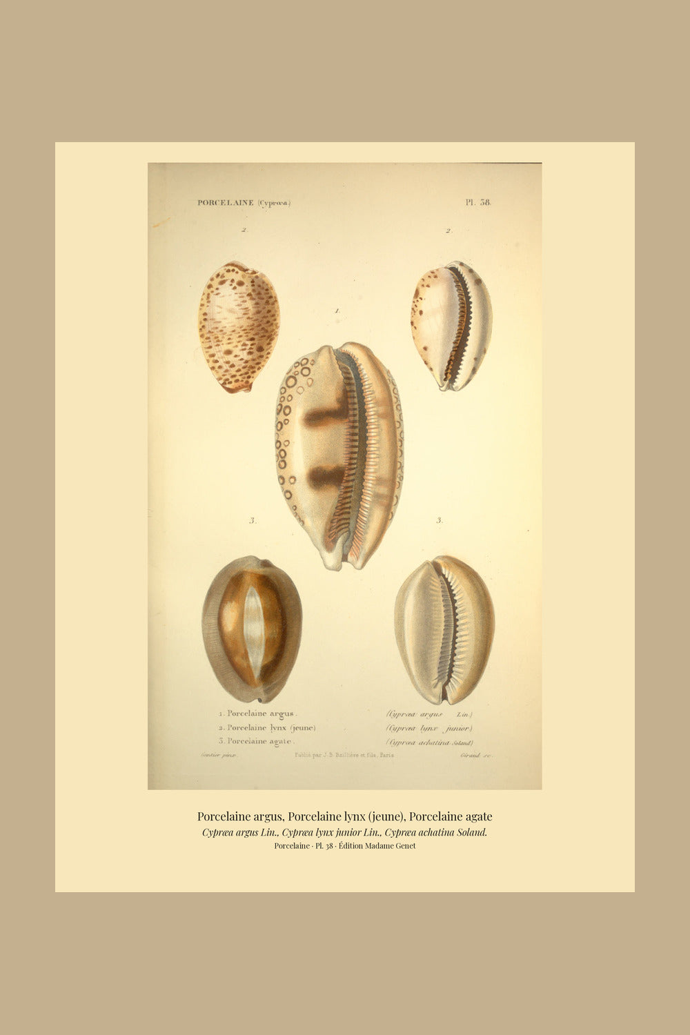 Cypræa argus, Cypræa lynx junior and Cypræa achatina — Porcelaine argus, Porcelaine lynx (jeune) and Porcelaine agate, hand-engraved plate 38 from Kiener, Coquilles vivantes, Paris.