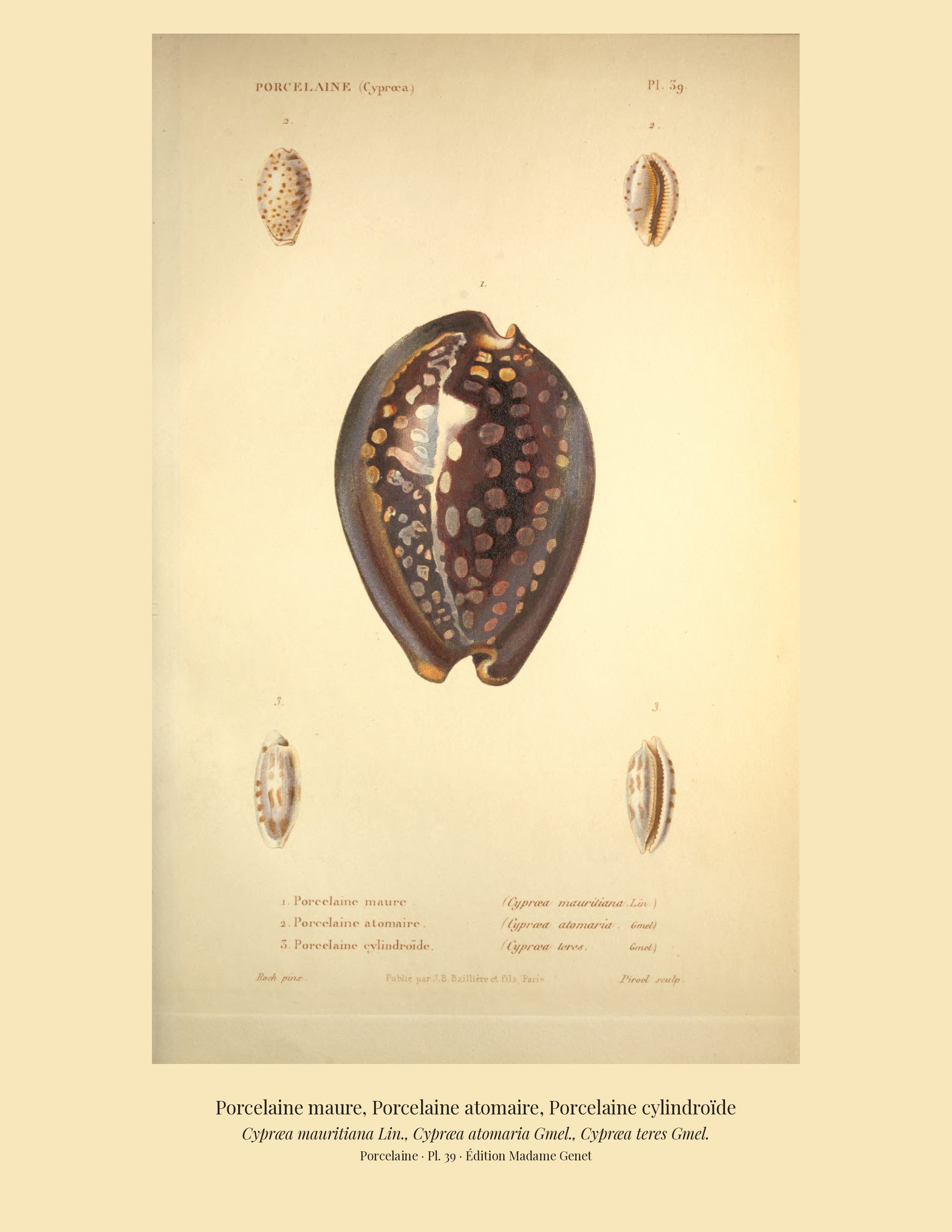 Cypræa mauritiana, Cypræa atomaria and Cypræa teres — Porcelaine maure, Porcelaine atomaire and Porcelaine cylindroïde, hand-engraved plate 39 from Kiener, Coquilles vivantes, Paris.