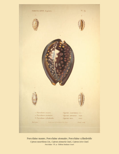 Cypræa mauritiana, Cypræa atomaria and Cypræa teres — Porcelaine maure, Porcelaine atomaire and Porcelaine cylindroïde, hand-engraved plate 39 from Kiener, Coquilles vivantes, Paris.