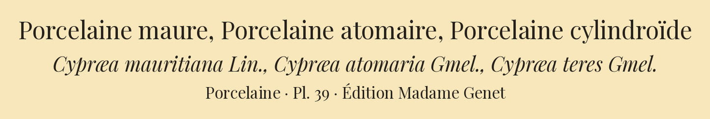 Cypræa mauritiana, Cypræa atomaria and Cypræa teres — Porcelaine maure, Porcelaine atomaire and Porcelaine cylindroïde, hand-engraved plate 39 from Kiener, Coquilles vivantes, Paris.