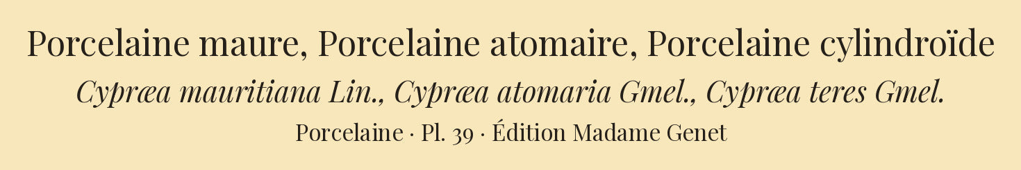Cypræa mauritiana, Cypræa atomaria and Cypræa teres — Porcelaine maure, Porcelaine atomaire and Porcelaine cylindroïde, hand-engraved plate 39 from Kiener, Coquilles vivantes, Paris.