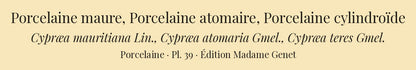 Cypræa mauritiana, Cypræa atomaria and Cypræa teres — Porcelaine maure, Porcelaine atomaire and Porcelaine cylindroïde, hand-engraved plate 39 from Kiener, Coquilles vivantes, Paris.