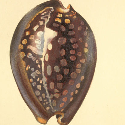 Cypræa mauritiana, Cypræa atomaria and Cypræa teres — Porcelaine maure, Porcelaine atomaire and Porcelaine cylindroïde, hand-engraved plate 39 from Kiener, Coquilles vivantes, Paris.