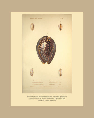 Cypræa mauritiana, Cypræa atomaria and Cypræa teres — Porcelaine maure, Porcelaine atomaire and Porcelaine cylindroïde, hand-engraved plate 39 from Kiener, Coquilles vivantes, Paris.