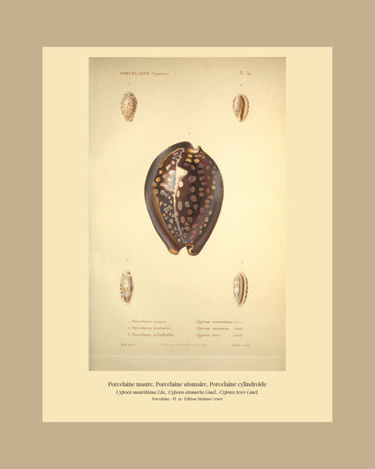 Cypræa mauritiana, Cypræa atomaria and Cypræa teres — Porcelaine maure, Porcelaine atomaire and Porcelaine cylindroïde, hand-engraved plate 39 from Kiener, Coquilles vivantes, Paris.